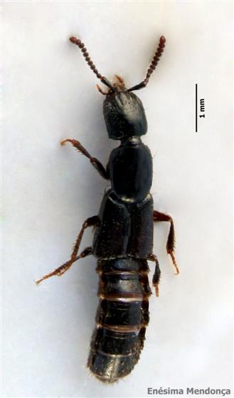 © Enésima Mendonça